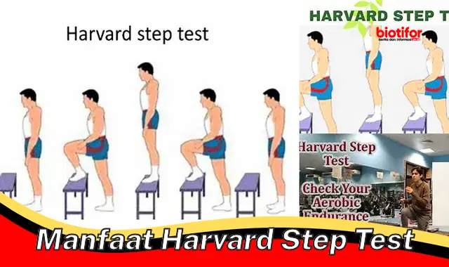 Khasiat Harvard Step Test yang Perlu Anda Ketahui