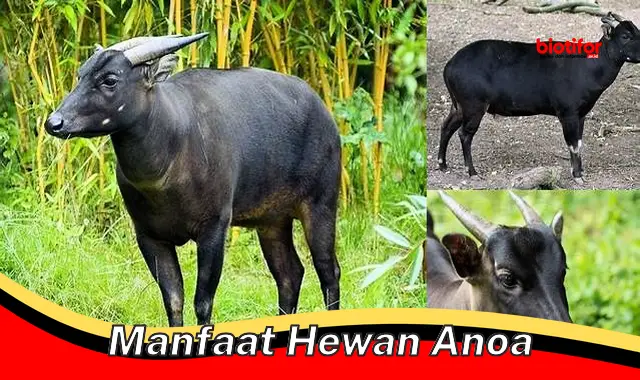 Temukan Manfaat Hewan Anoa yang Jarang Diketahui