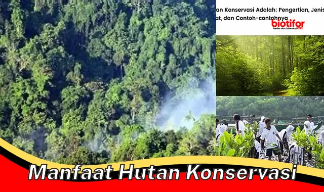 Temukan Manfaat Hutan Konservasi yang Jarang Diketahui