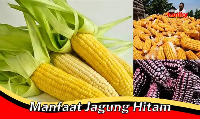 Temukan Manfaat Jagung Hitam yang Belum Pernah Anda Tahu