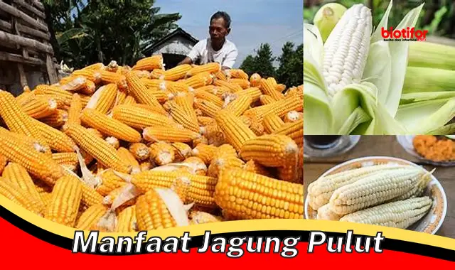 manfaat jagung pulut