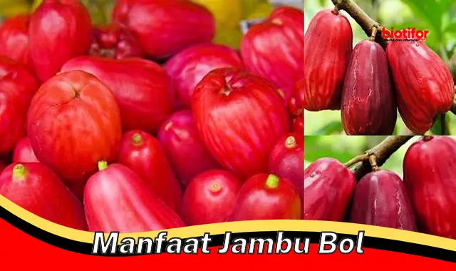 manfaat jambu bol