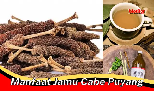 manfaat jamu cabe puyang