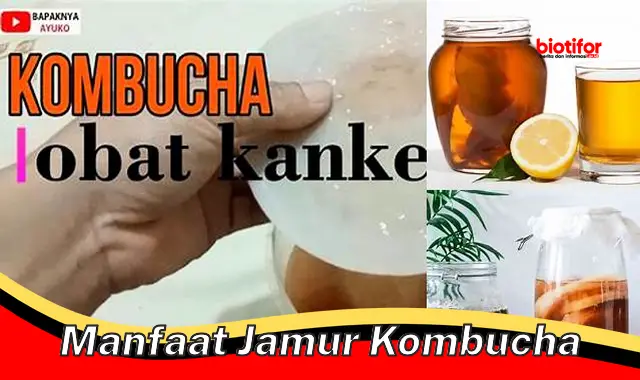 manfaat jamur kombucha