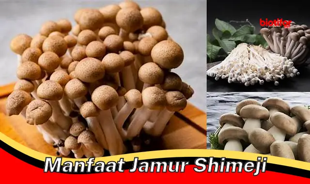 manfaat jamur shimeji