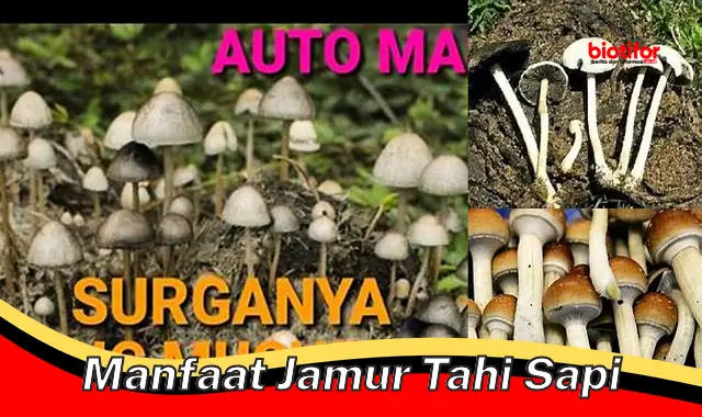 manfaat jamur tahi sapi