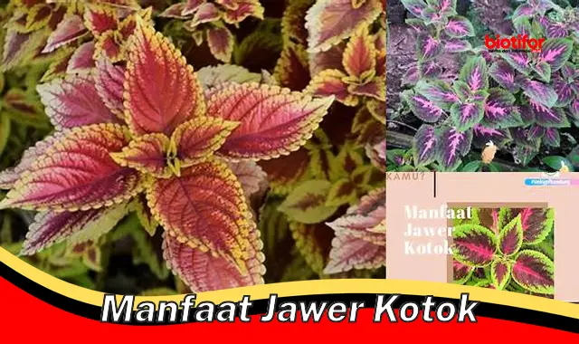 manfaat jawer kotok