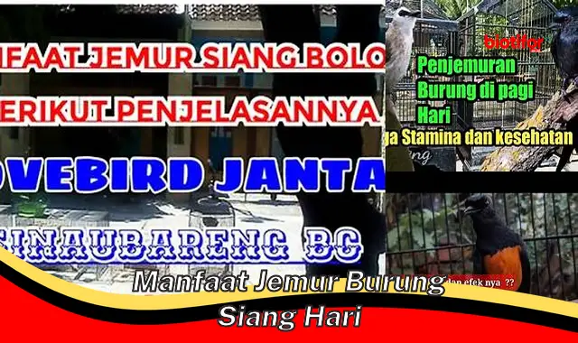 Manfaat Menjemur Burung Siang Hari yang Jarang Diketahui