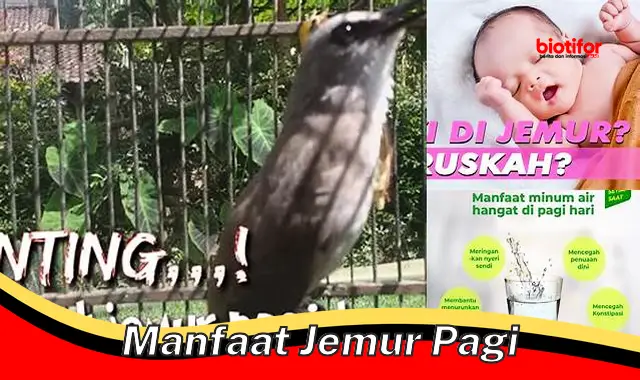 manfaat jemur pagi