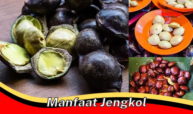 manfaat jengkol