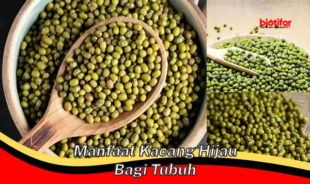 manfaat kacang hijau bagi tubuh