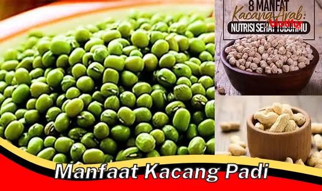 manfaat kacang padi