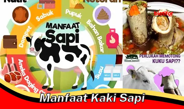 Temukan Manfaat Kaki Sapi yang Jarang Diketahui