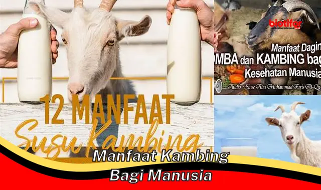 Temukan 5 Manfaat Kambing Bagi Manusia yang Jarang Diketahui