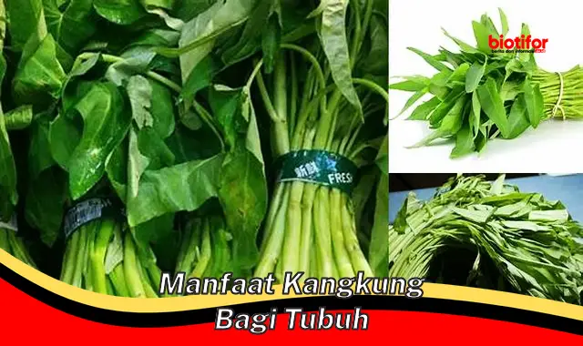 manfaat kangkung bagi tubuh