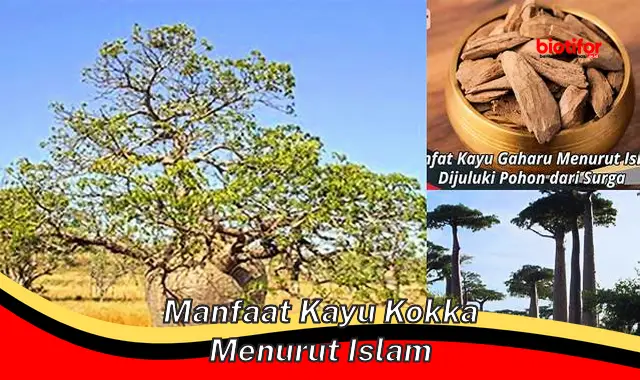 manfaat kayu kokka menurut islam