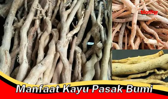 manfaat kayu pasak bumi