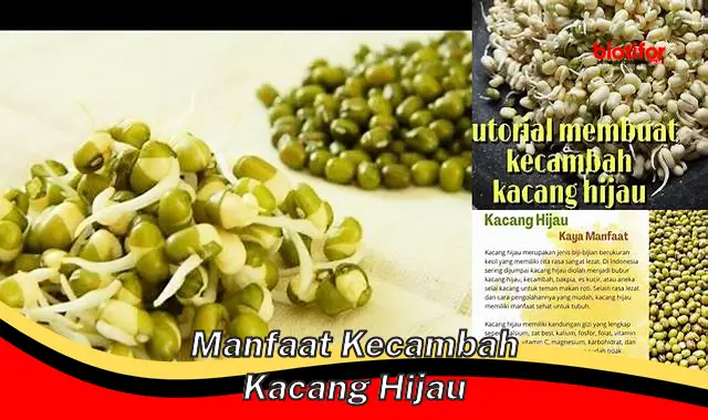 manfaat kecambah kacang hijau