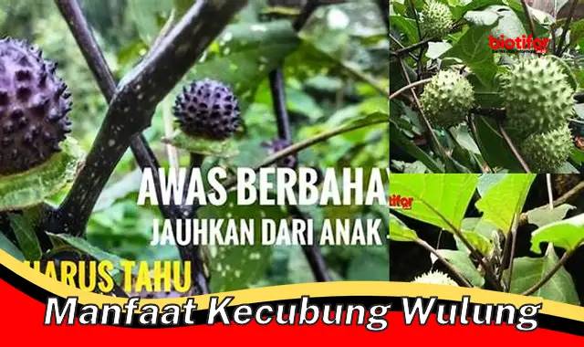 manfaat kecubung wulung