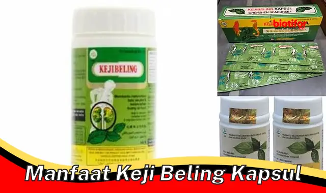 manfaat keji beling kapsul