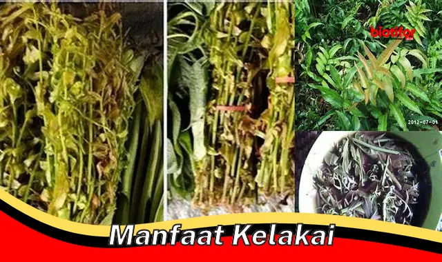 manfaat kelakai