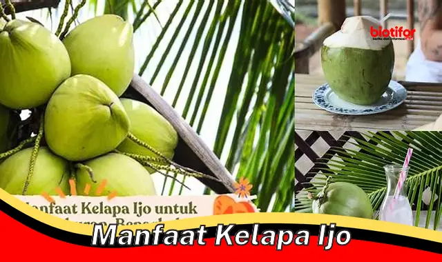 manfaat kelapa ijo