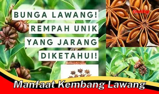 manfaat kembang lawang