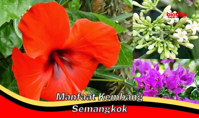 manfaat kembang semangkok