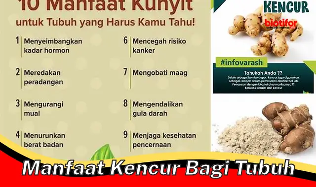 Temukan Manfaat Kencur yang Jarang Diketahui Bagi Tubuh