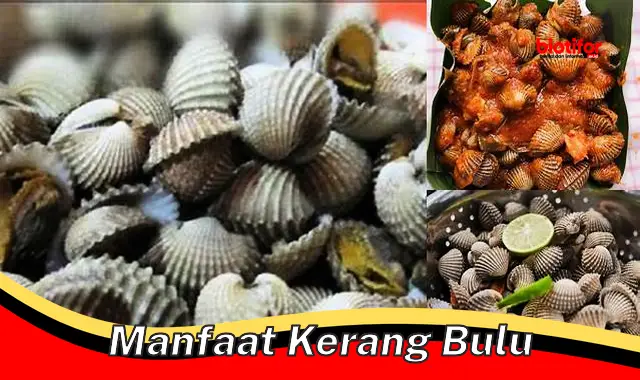 manfaat kerang bulu