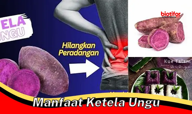 manfaat ketela ungu