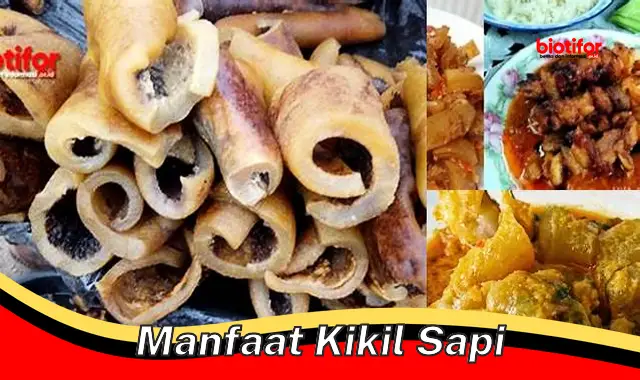 manfaat kikil sapi