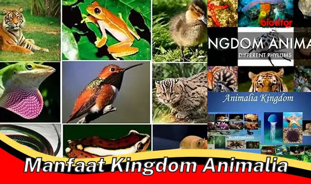 manfaat kingdom animalia