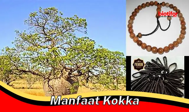 manfaat kokka