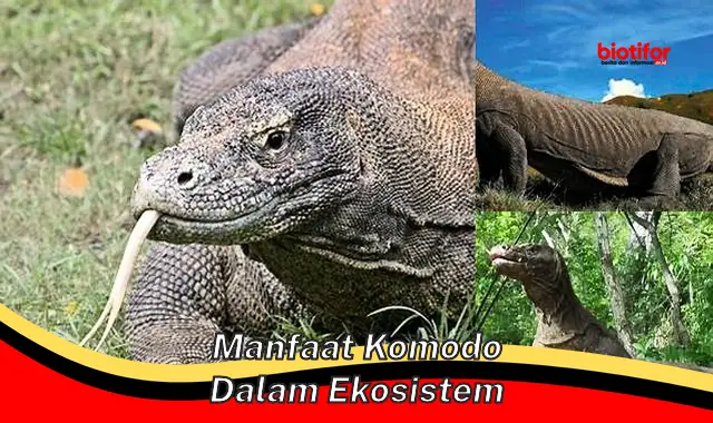 manfaat komodo dalam ekosistem