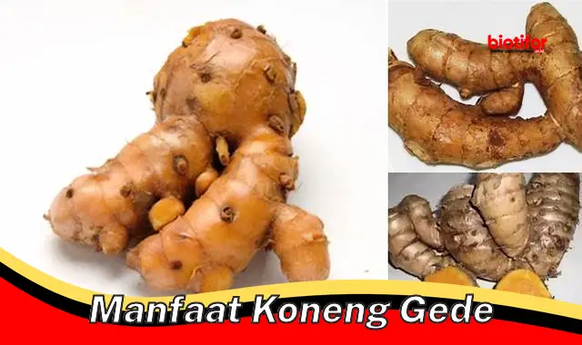 manfaat koneng gede