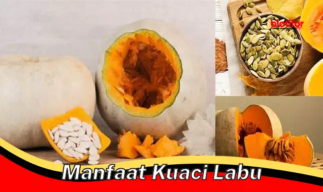 manfaat kuaci labu