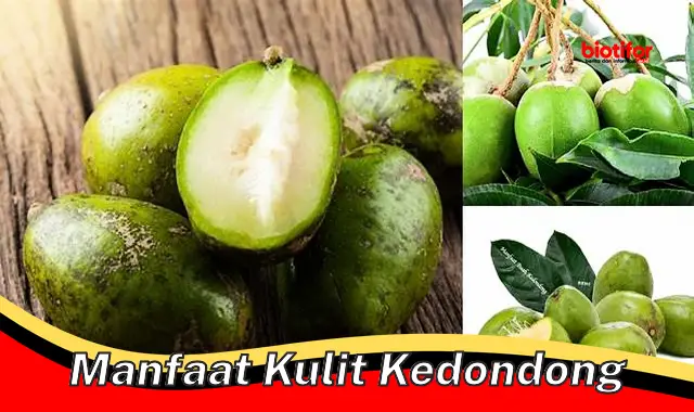 manfaat kulit kedondong