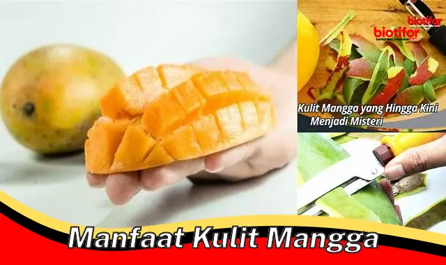 manfaat kulit mangga