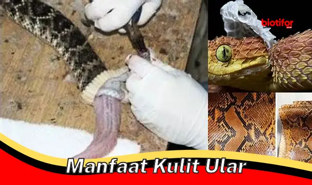 Temukan Manfaat Kulit Ular yang Jarang Diketahui