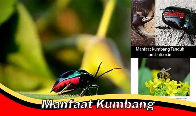 manfaat kumbang