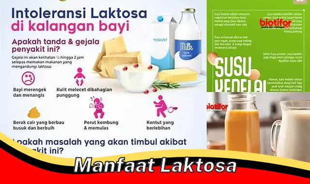 Ungkap Manfaat Laktosa Tak Terduga yang Jarang Diketahui