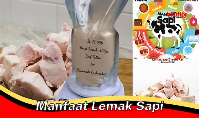 manfaat lemak sapi