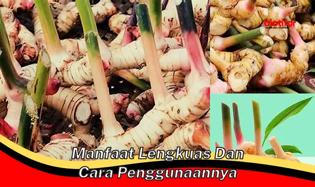 manfaat lengkuas dan cara penggunaannya