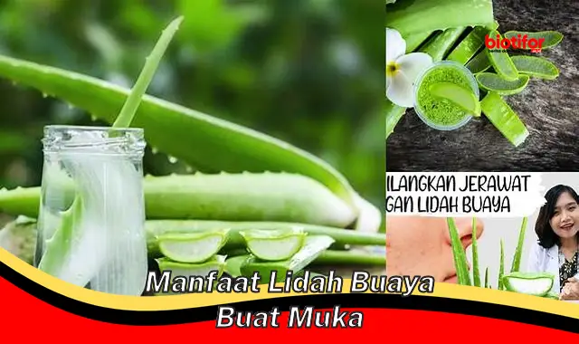 manfaat lidah buaya buat muka