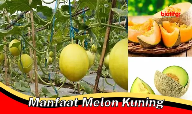 manfaat melon kuning