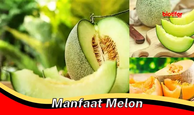 manfaat melon