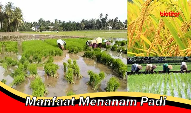 manfaat menanam padi