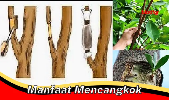 manfaat mencangkok