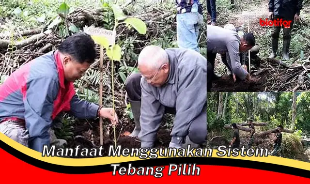 Temukan 5 Manfaat Sistem Tebang Pilih yang Jarang Diketahui